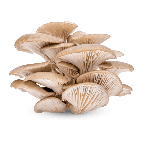 Farm-fresh Mushrooms alt